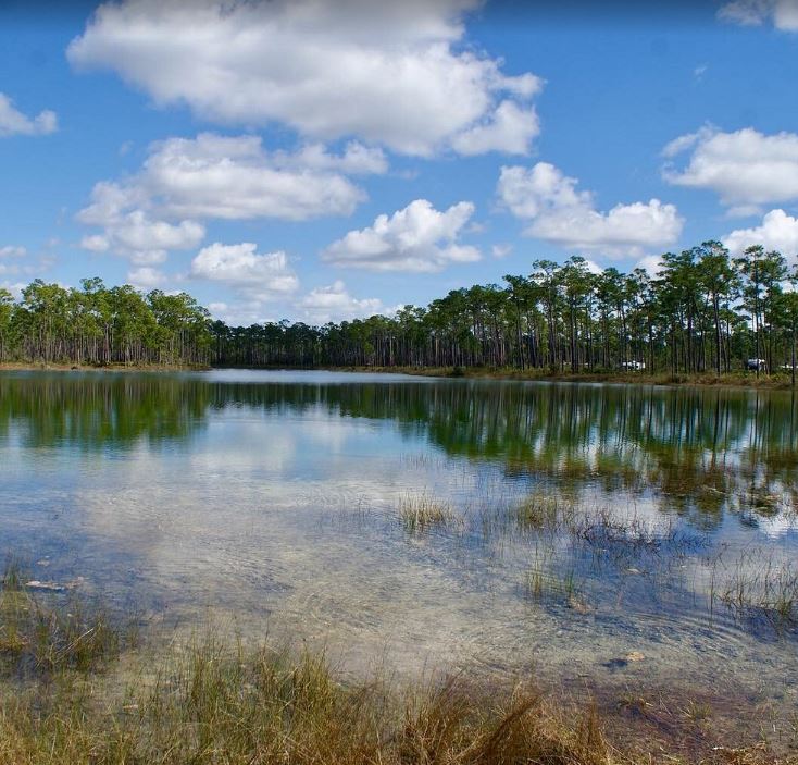 everglade